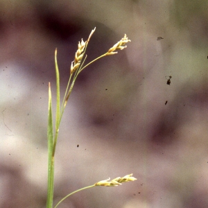 Photographie n°2343550 du taxon Carex capillaris L. [1753]