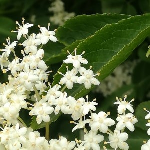 Photographie n°2343553 du taxon Sambucus nigra L. [1753]