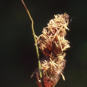 Photographie n°2343565 du taxon Carex disticha Huds. [1762]