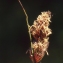  Liliane Roubaudi - Carex disticha Huds. [1762]