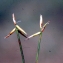  Liliane Roubaudi - Carex pauciflora Lightf. [1777]