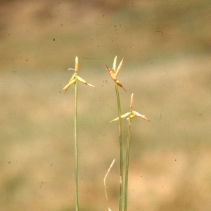 Carex pauciflora Lightf. (Laiche pauciflore)