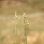  Liliane Roubaudi - Carex pauciflora Lightf. [1777]