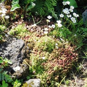 Photographie n°2343630 du taxon Saxifraga x arendsii Arends