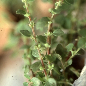 Photographie n°2343670 du taxon Parietaria lusitanica L. [1753]