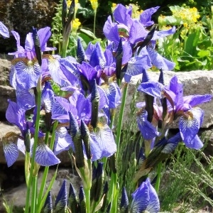 Photographie n°2343689 du taxon Iris sibirica L. [1753]