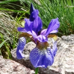 Photographie n°2343693 du taxon Iris sibirica L. [1753]