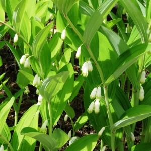 Photographie n°2343780 du taxon Polygonatum odoratum (Mill.) Druce [1906]