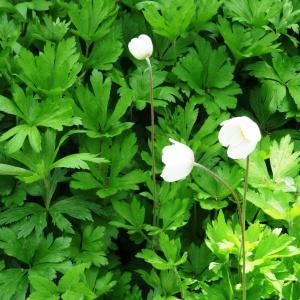  - Anemone sylvestris L. [1753]