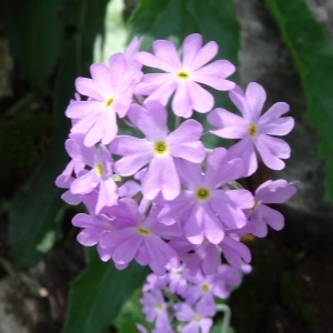 Photographie n°2343820 du taxon Primula farinosa L. [1753]