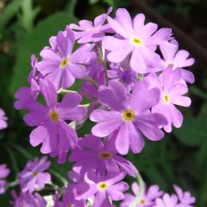 Photographie n°2343822 du taxon Primula farinosa L. [1753]