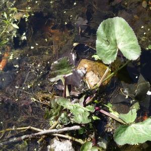 Photographie n°2343852 du taxon Caltha palustris L. [1753]