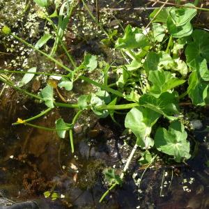 Photographie n°2343853 du taxon Caltha palustris L. [1753]