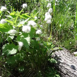 Photographie n°2343857 du taxon Eriophorum vaginatum L. [1753]