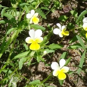 Photographie n°2343863 du taxon Viola tricolor L. [1753]