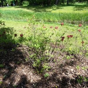 Azalea japonica A.Gray (Rhododendron du Japon)