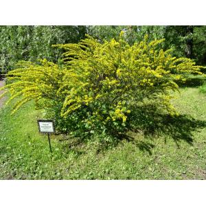 Cytisus ratisbonensis Schaeff.