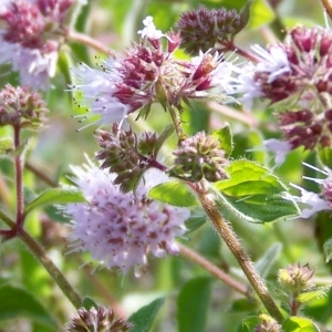 Photographie n°2343956 du taxon Mentha aquatica L. [1753]