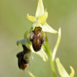  - Ophrys aranifera Huds. [1778]