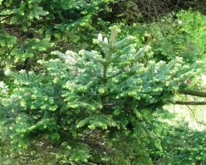 Alain Bigou, le 28 mai 2019 (Saint Pétersbourg (Jardin Botanique))