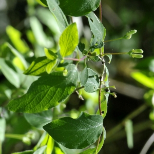 Photographie n°2344230 du taxon Lonicera xylosteum L.