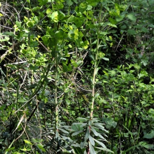 Photographie n°2344233 du taxon Euphorbia amygdaloides L.