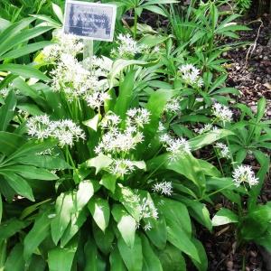 Photographie n°2344245 du taxon Allium ursinum L. [1753]