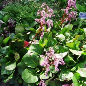 Photographie n°2344270 du taxon Bergenia crassifolia (L.) Fritsch [1889]