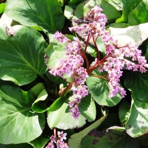 Photographie n°2344271 du taxon Bergenia crassifolia (L.) Fritsch [1889]