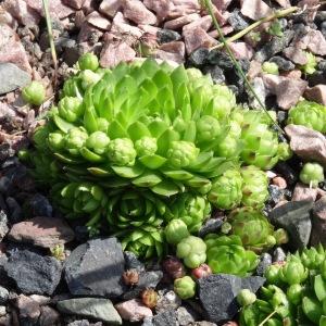 Photographie n°2344296 du taxon Sempervivum globiferum L. [1753]