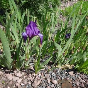 Photographie n°2344300 du taxon Iris aphylla L. [1753]