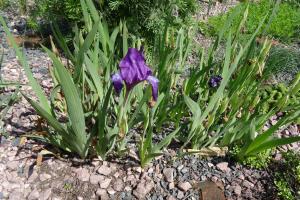 Alain Bigou, le 28 mai 2019 (Saint Pétersbourg (Jardin Botanique))