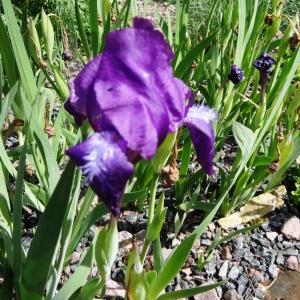 Photographie n°2344301 du taxon Iris aphylla L. [1753]