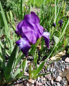 Alain Bigou, le 28 mai 2019 (Saint Pétersbourg (Jardin Botanique))