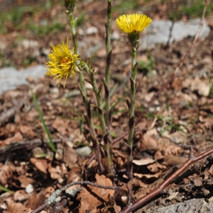 Photographie n°2344509 du taxon Tussilago farfara L. [1753]