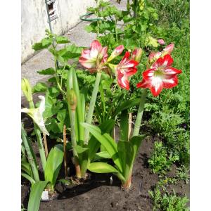 Hippeastrum W. Herbert