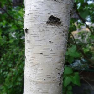 Betula pendula subsp. pendula f. youngii C.K.Schneid.