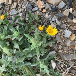 Photographie n°2344669 du taxon Calendula arvensis L. [1763]