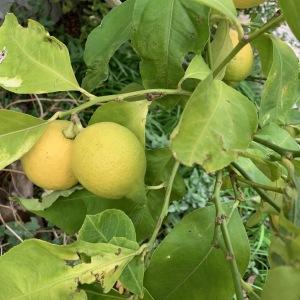 Photographie n°2344715 du taxon Citrus limon (L.) Burm.f. [1768]