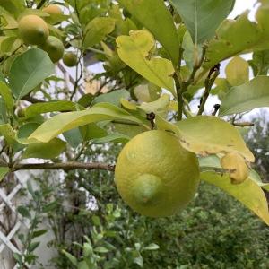 Photographie n°2344716 du taxon Citrus limon (L.) Burm.f. [1768]