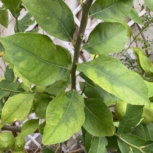 Photographie n°2344717 du taxon Citrus limon (L.) Burm.f. [1768]