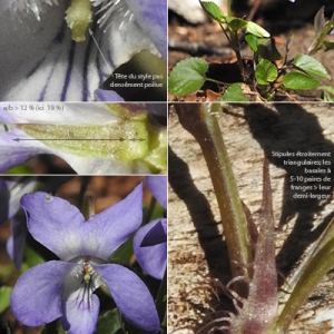 Photographie n°2344784 du taxon Viola riviniana Rchb. [1823]