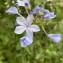  Liliane Roubaudi - Plumbago auriculata Lam. [1786]