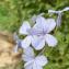  Liliane Roubaudi - Plumbago auriculata Lam. [1786]