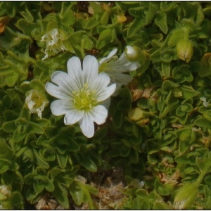 Photographie n°2344846 du taxon Cerastium uniflorum Clairv. [1811]