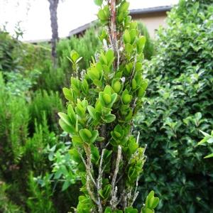 Photographie n°2344870 du taxon Buxus sempervirens L.