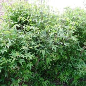 Photographie n°2344871 du taxon Vitex agnus-castus L. [1753]