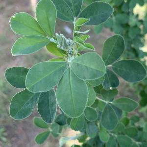 Photographie n°2344939 du taxon Medicago arborea L. [1753]