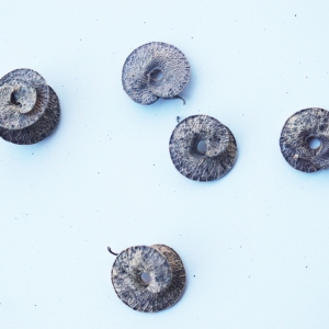 Photographie n°2345027 du taxon Medicago arborea L. [1753]