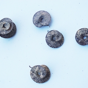 Photographie n°2345028 du taxon Medicago arborea L. [1753]